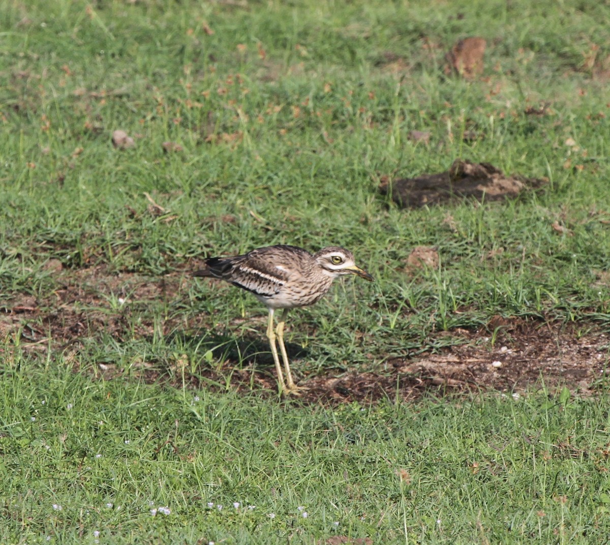 Indian Thick-knee - ML42379121