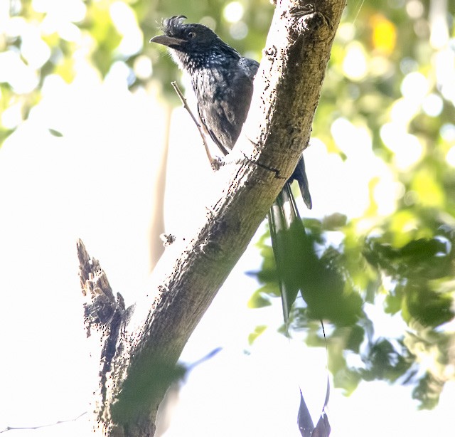 Greater Racket-tailed Drongo - ML42379161