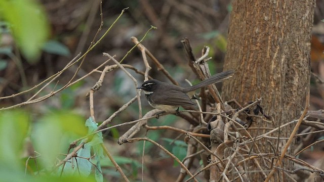 Spot-breasted Fantail - ML423801061