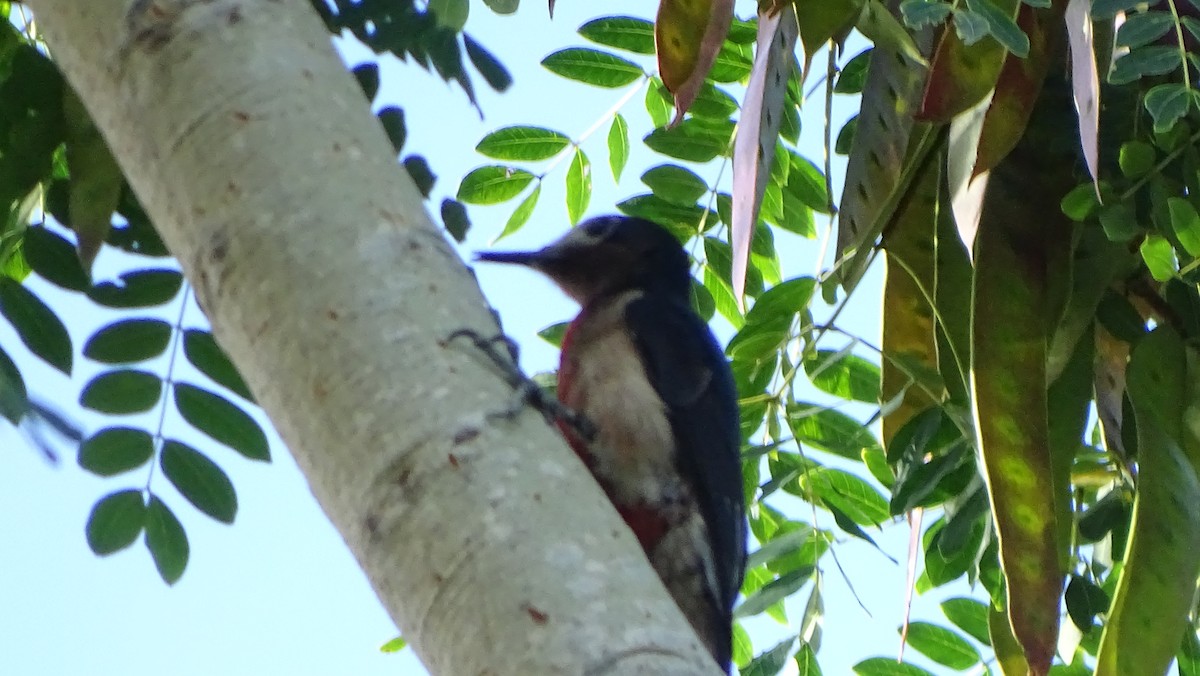 Puerto Rican Woodpecker - ML423803311