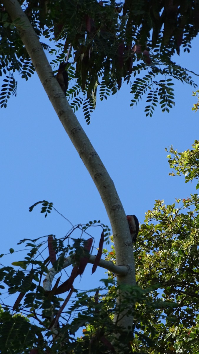 Puerto Rican Woodpecker - ML423803321