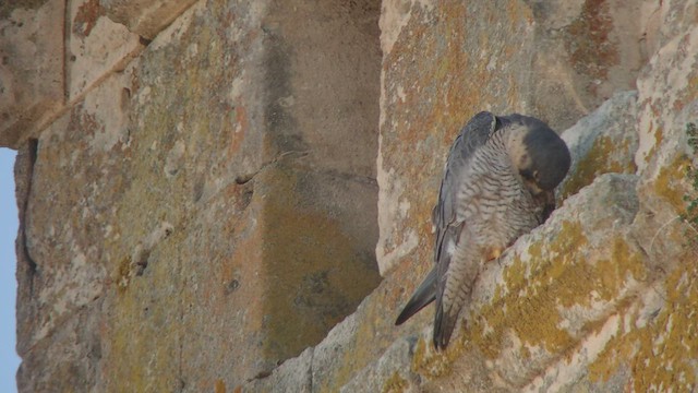 Peregrine Falcon (Eurasian) - ML423808061