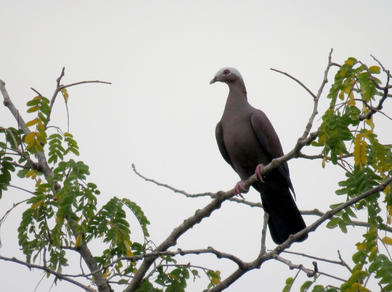 Pale-capped Pigeon - Rohan Chakravarty