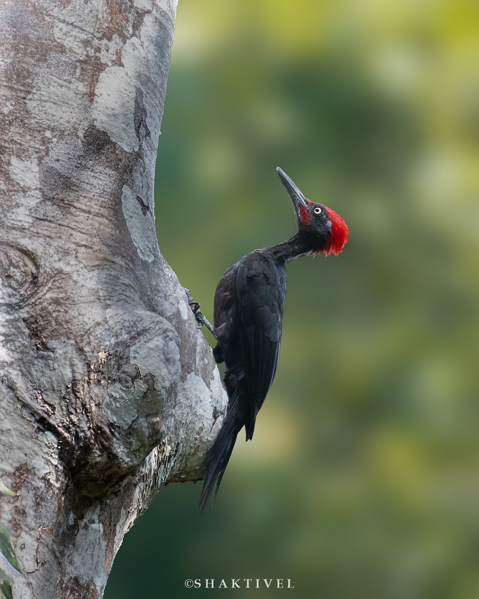 Andaman Woodpecker - ML423814591