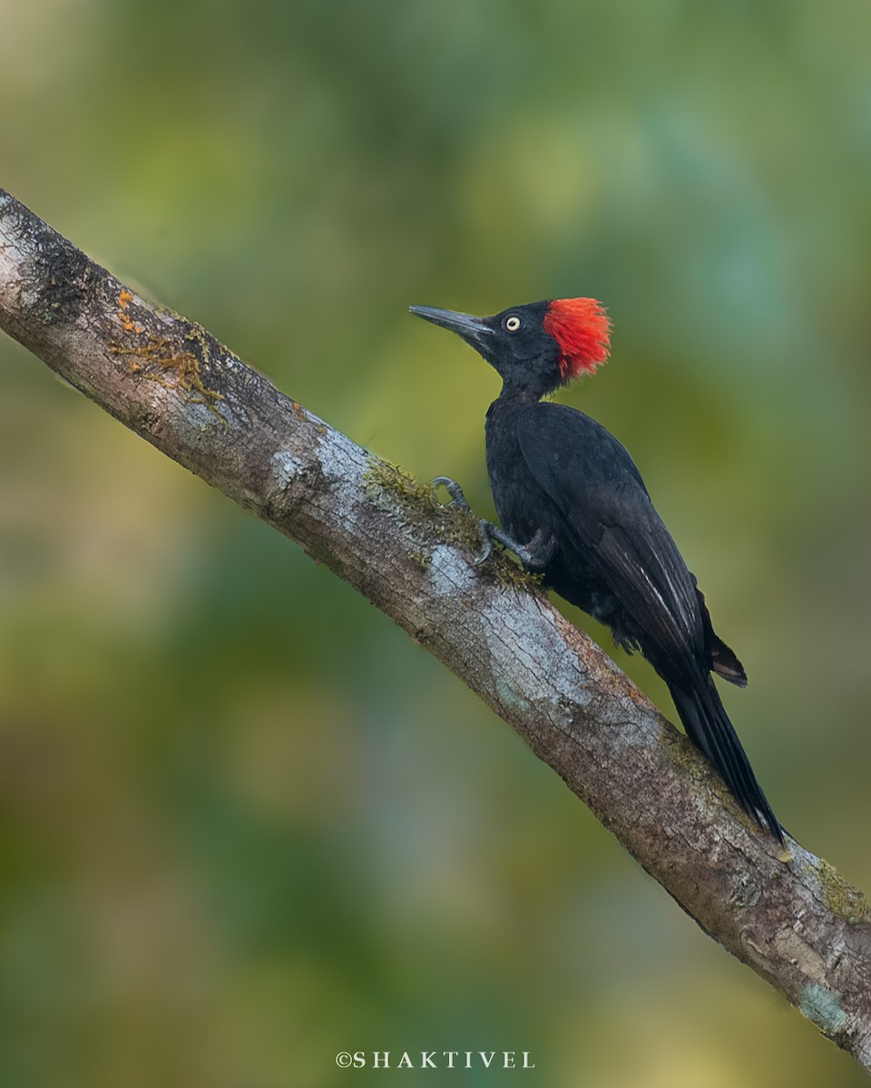 Andaman Woodpecker - ML423814651