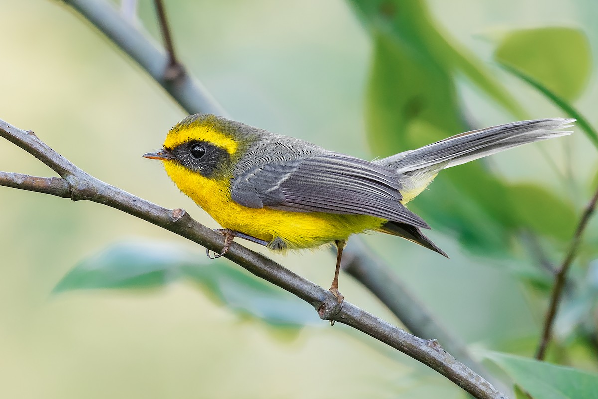 Yellow-bellied Fairy-Fantail - ML423816011