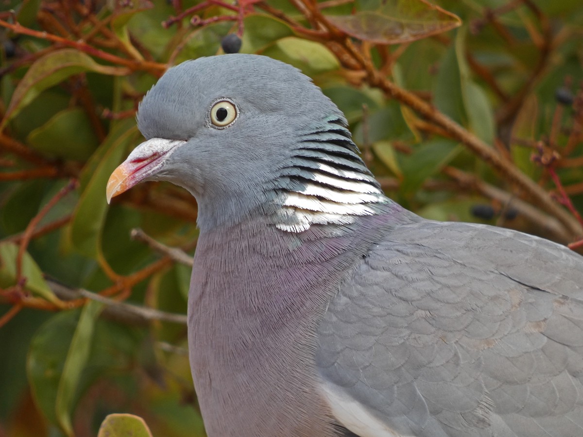 Common Wood-Pigeon - ML423817871