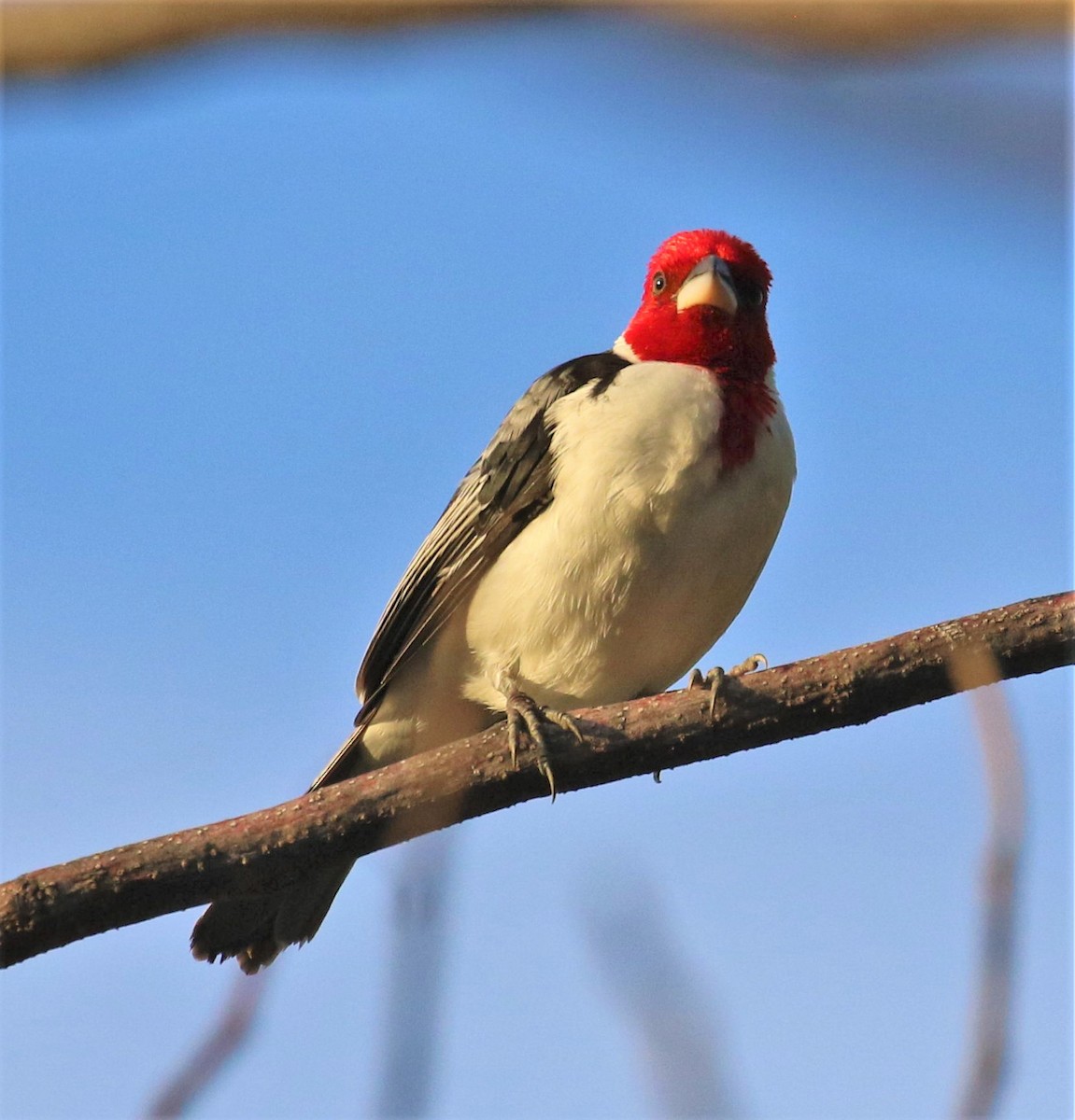 Red-cowled Cardinal - Mats Hildeman