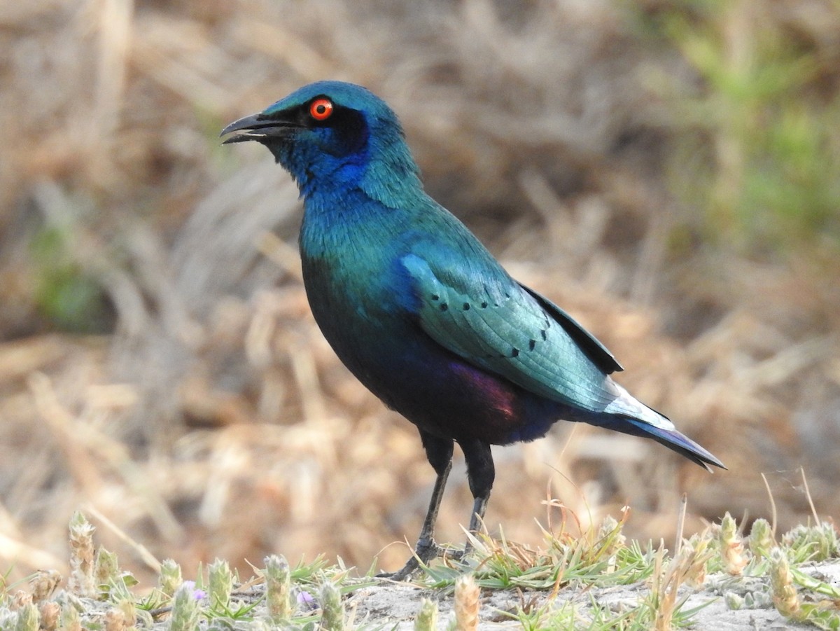 Bronze-tailed Starling - ML423822791