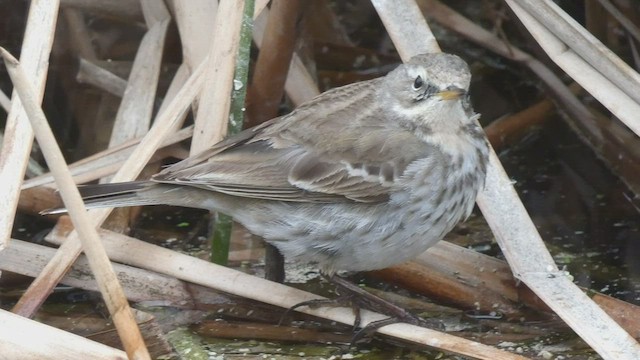 Water Pipit - ML423825101