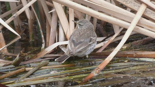 Water Pipit - ML423825131