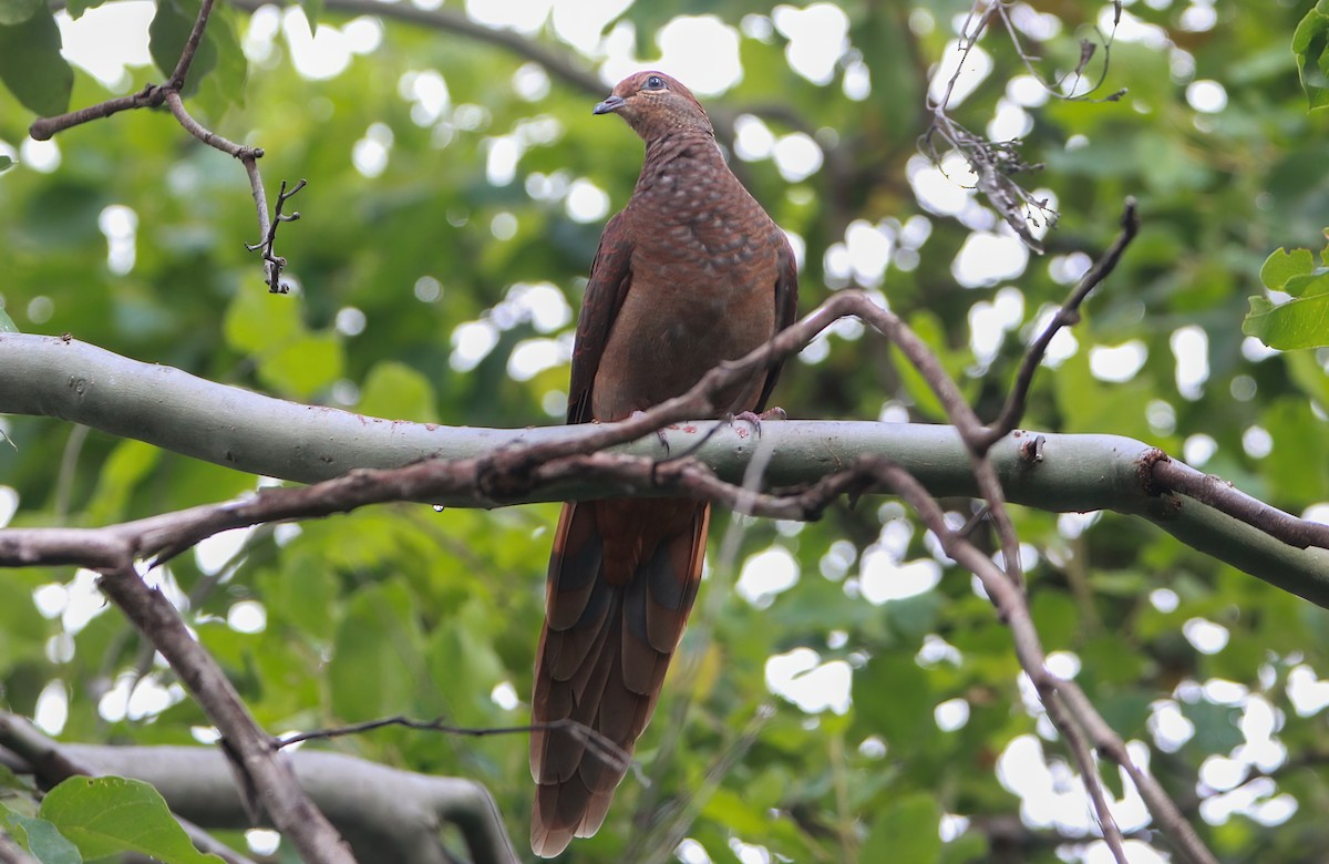 Brown Cuckoo-Dove - ML423826521