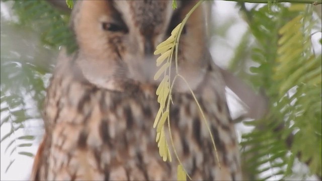 Long-eared Owl (Eurasian) - ML423830381