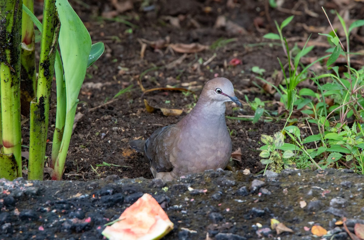 Gray-chested Dove - ML423831501