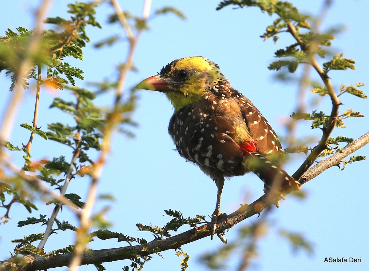 Yellow-breasted Barbet - ML423833881