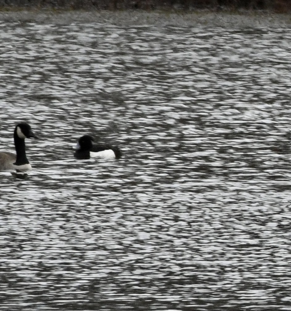 Tufted Duck - ML423834471