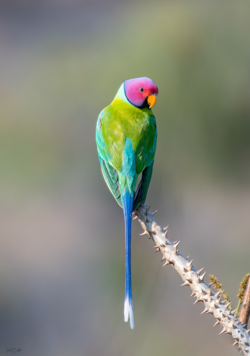 Plum-headed Parakeet - Sahil 🐧