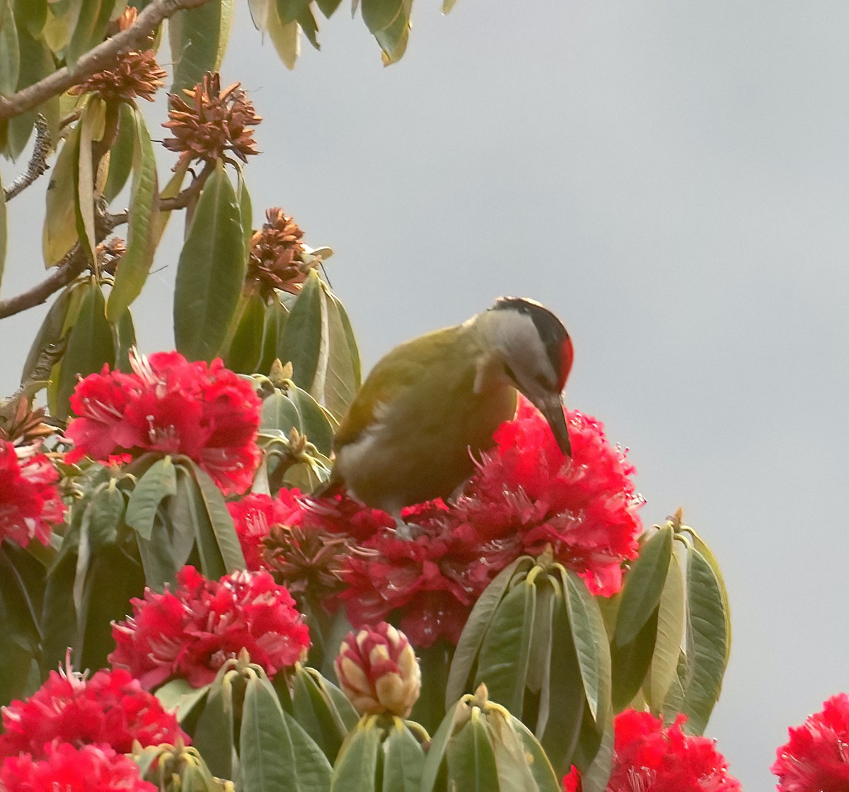 Gray-headed Woodpecker - ML423842561