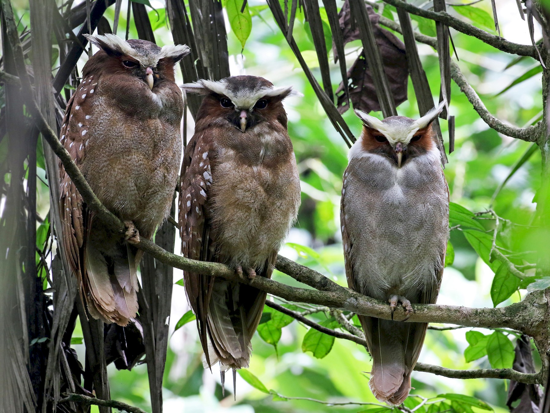 Crested Owl - Andrew Spencer