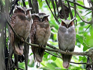  - Crested Owl