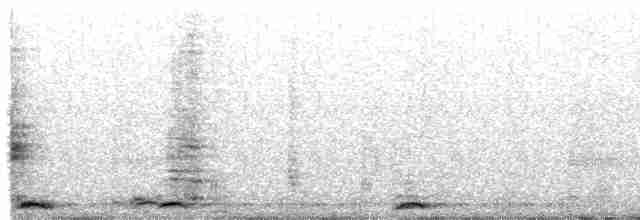 Мускусная утка (Одомашенного типа) - ML423852621