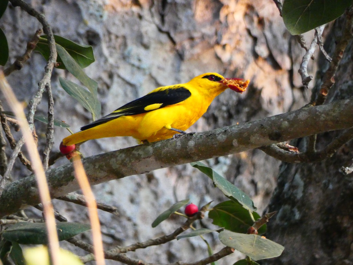 Indian Golden Oriole - ML423853011