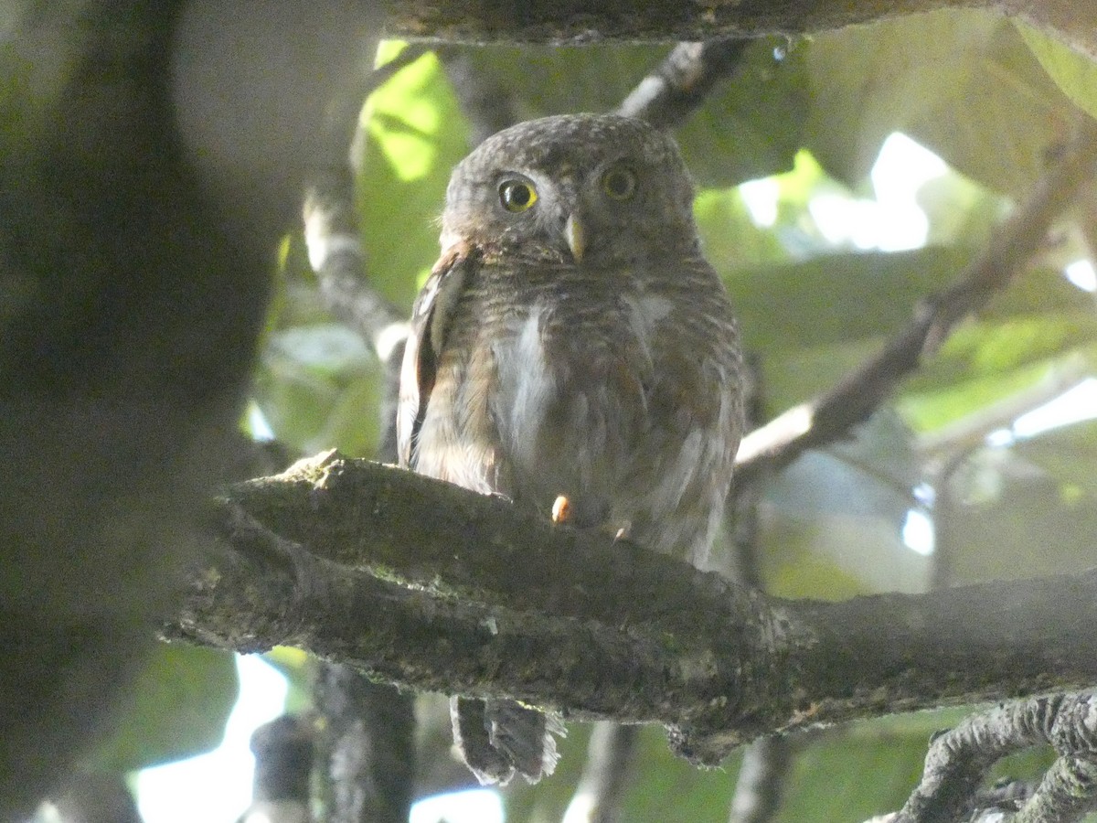 Collared Owlet - ML423853761