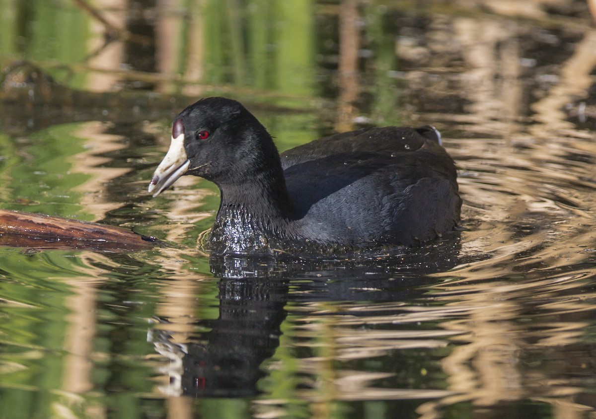 American Coot (Red-shielded) - ML42385511