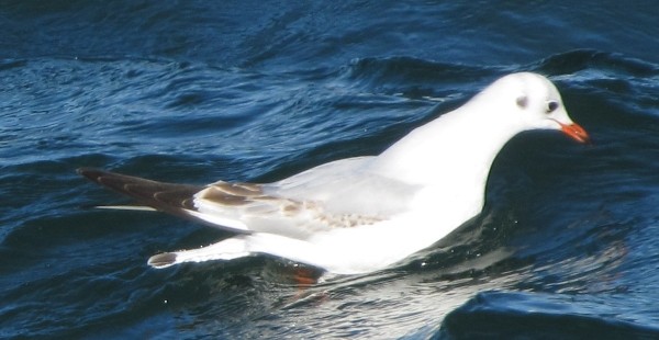 Black-headed Gull - ML42385571