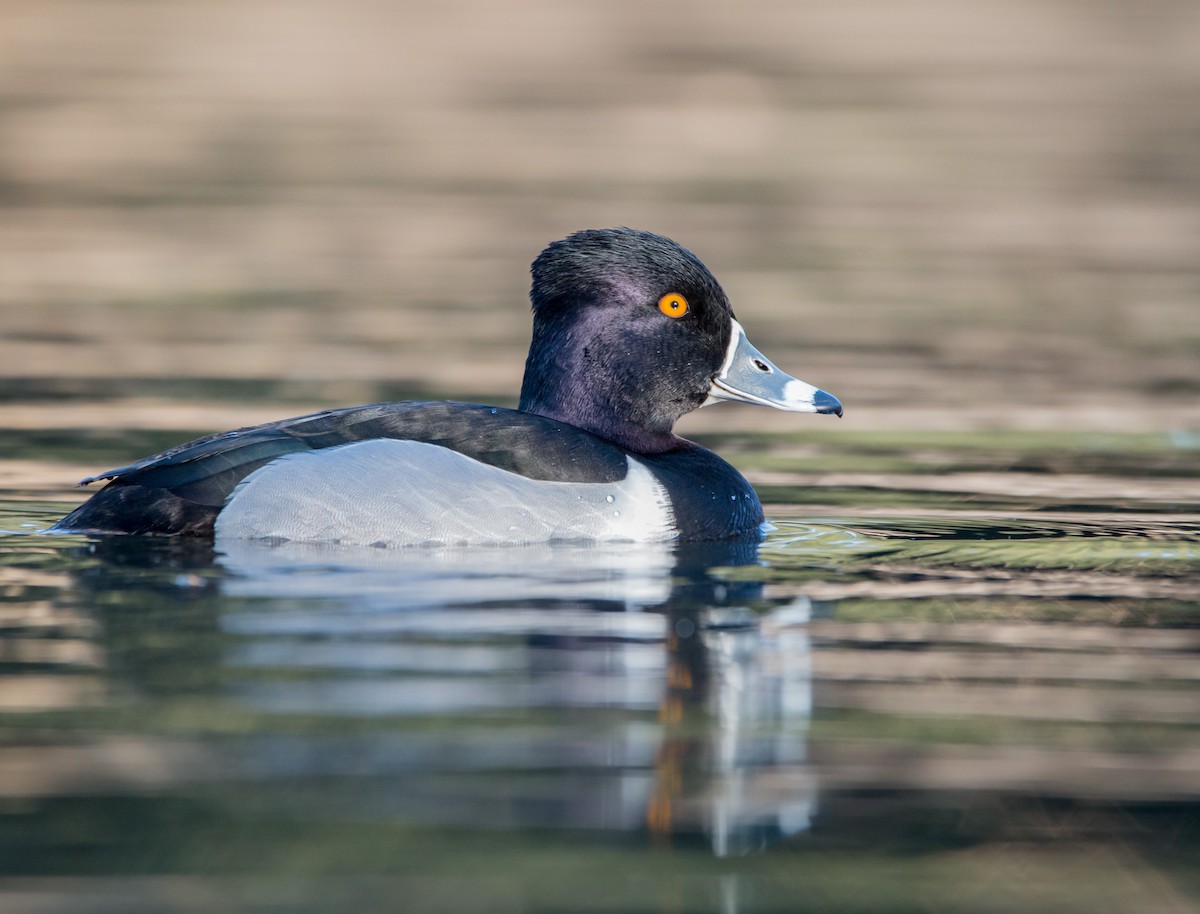 Ring-necked Duck - ML423860591