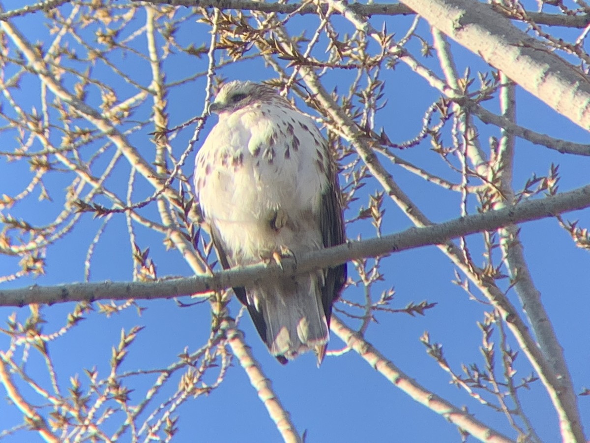 Red-tailed Hawk (Harlan's) - ML423861211