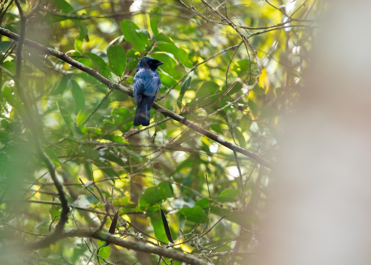 Lesser Racket-tailed Drongo - ML423865961