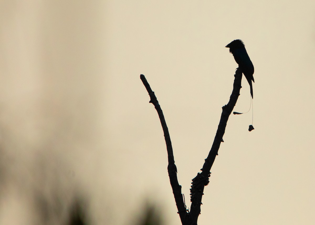 Lesser Racket-tailed Drongo - ML423865991