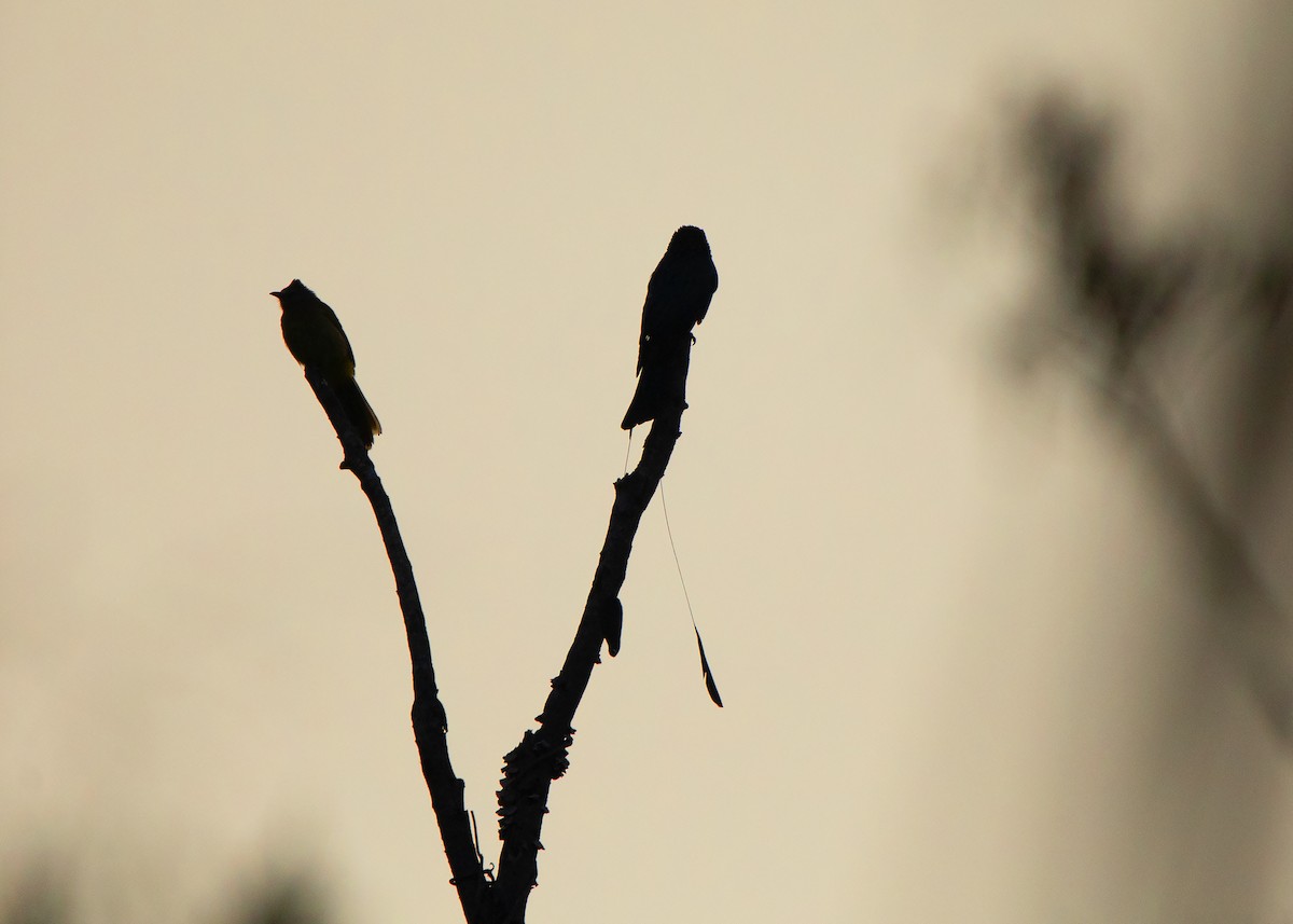 Lesser Racket-tailed Drongo - ML423866001