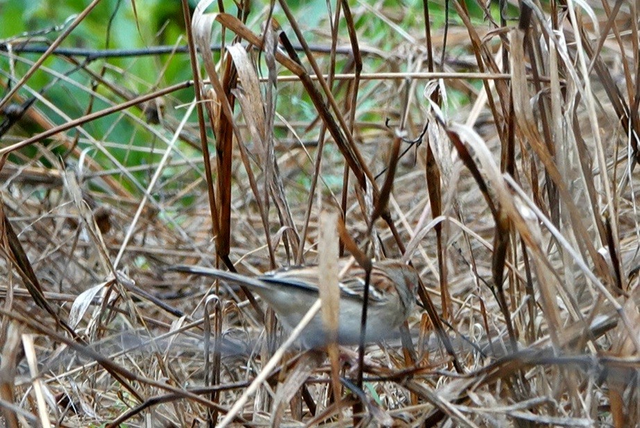 Field Sparrow - ML423871811