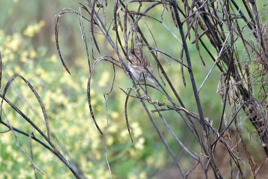 Field Sparrow - ML423872181