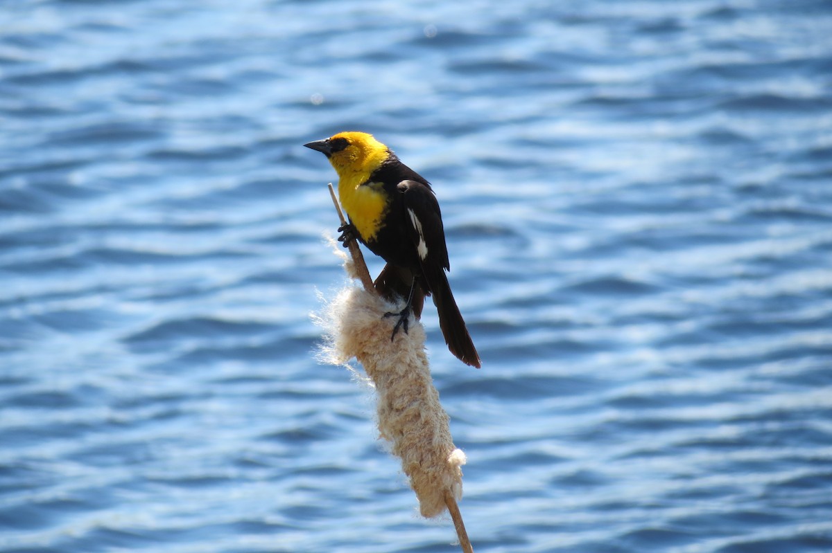 Yellow-headed Blackbird - Martha Burchat