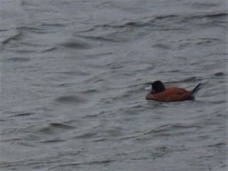 Andean Duck (ferruginea), ML423885851
