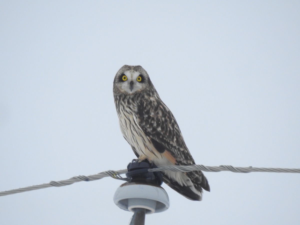 Short-eared Owl - ML423888191