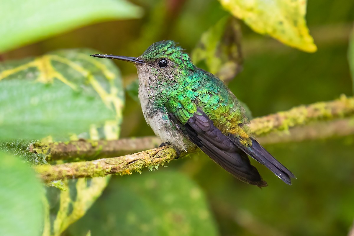 Violet-bellied Hummingbird - Chris S. Wood