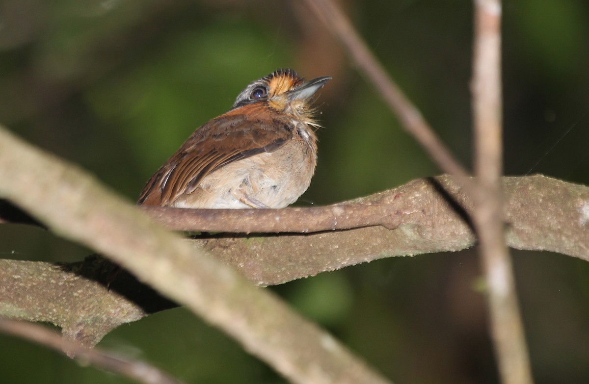 Rufous-necked Puffbird - ML42389401