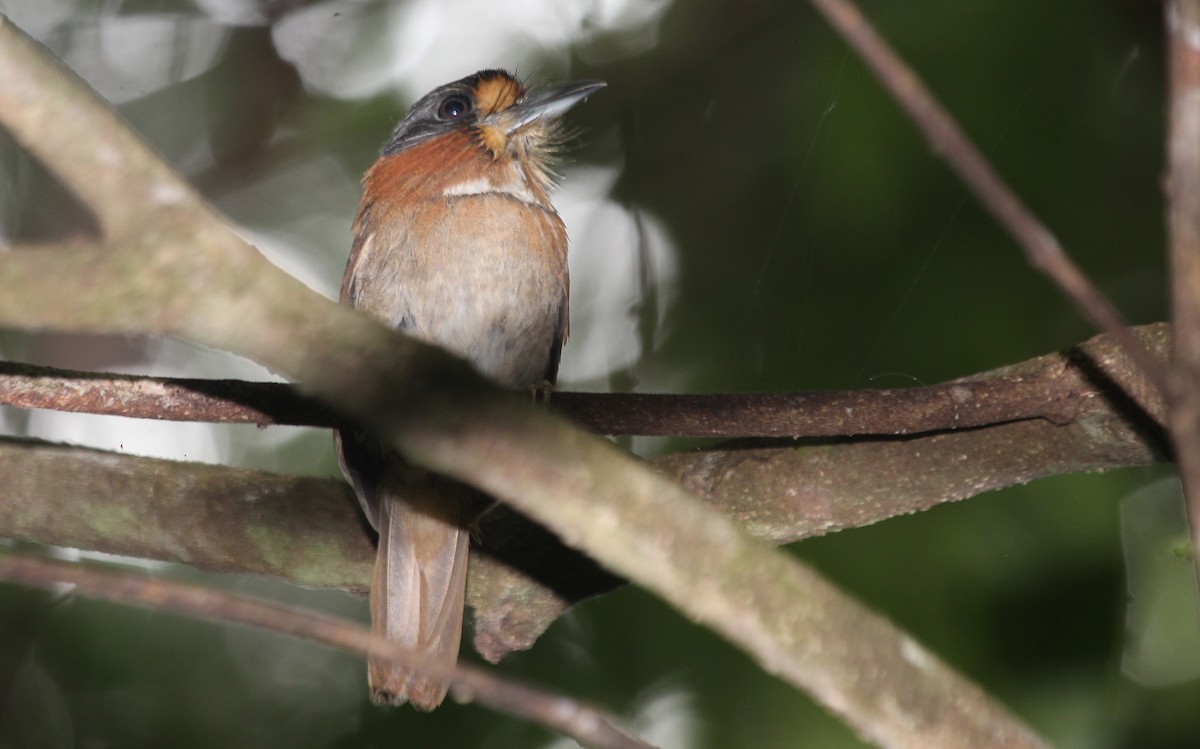 Rufous-necked Puffbird - ML42389411