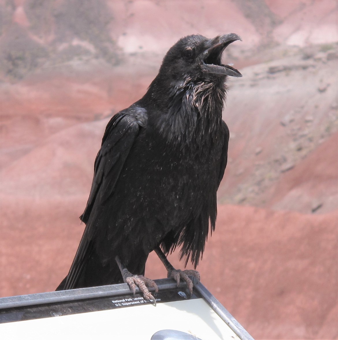 Common Raven - Mark Robbins