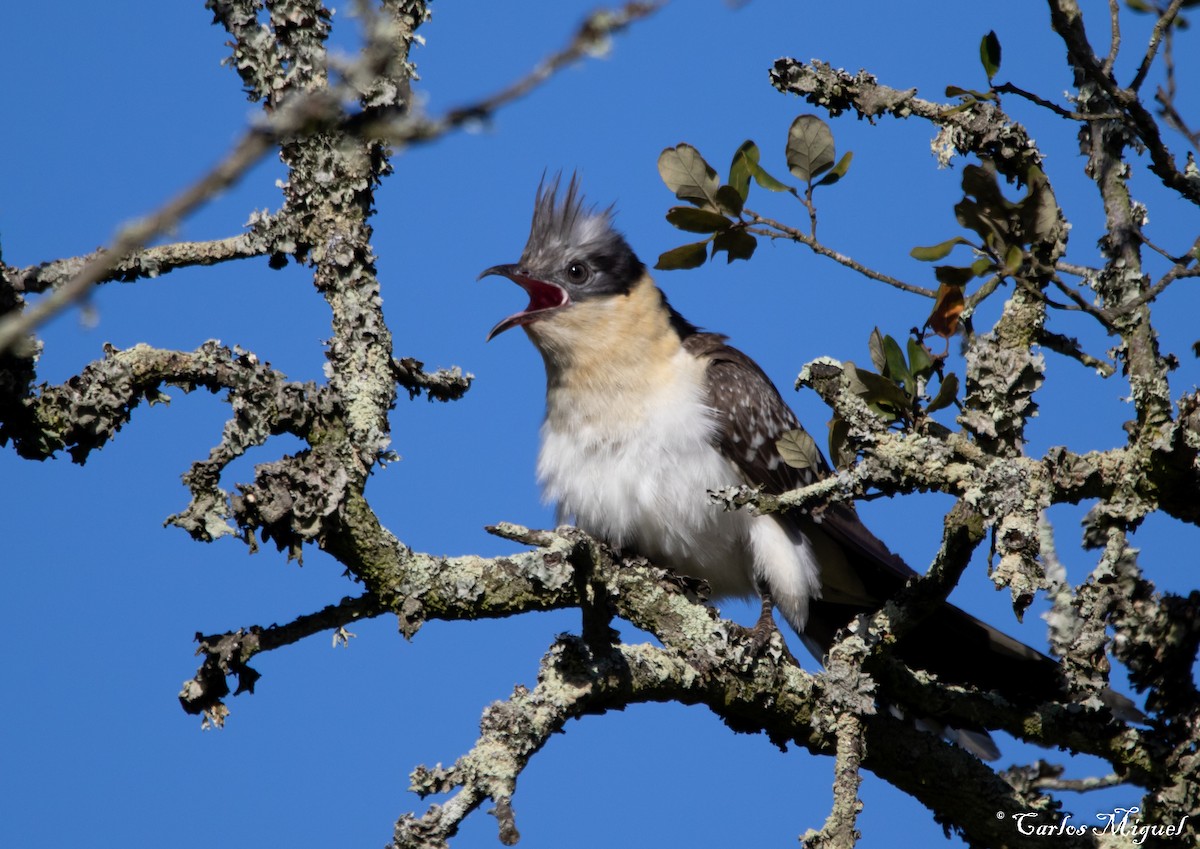 Great Spotted Cuckoo - ML423895661