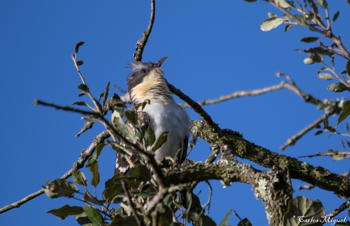 Great Spotted Cuckoo - ML423895671