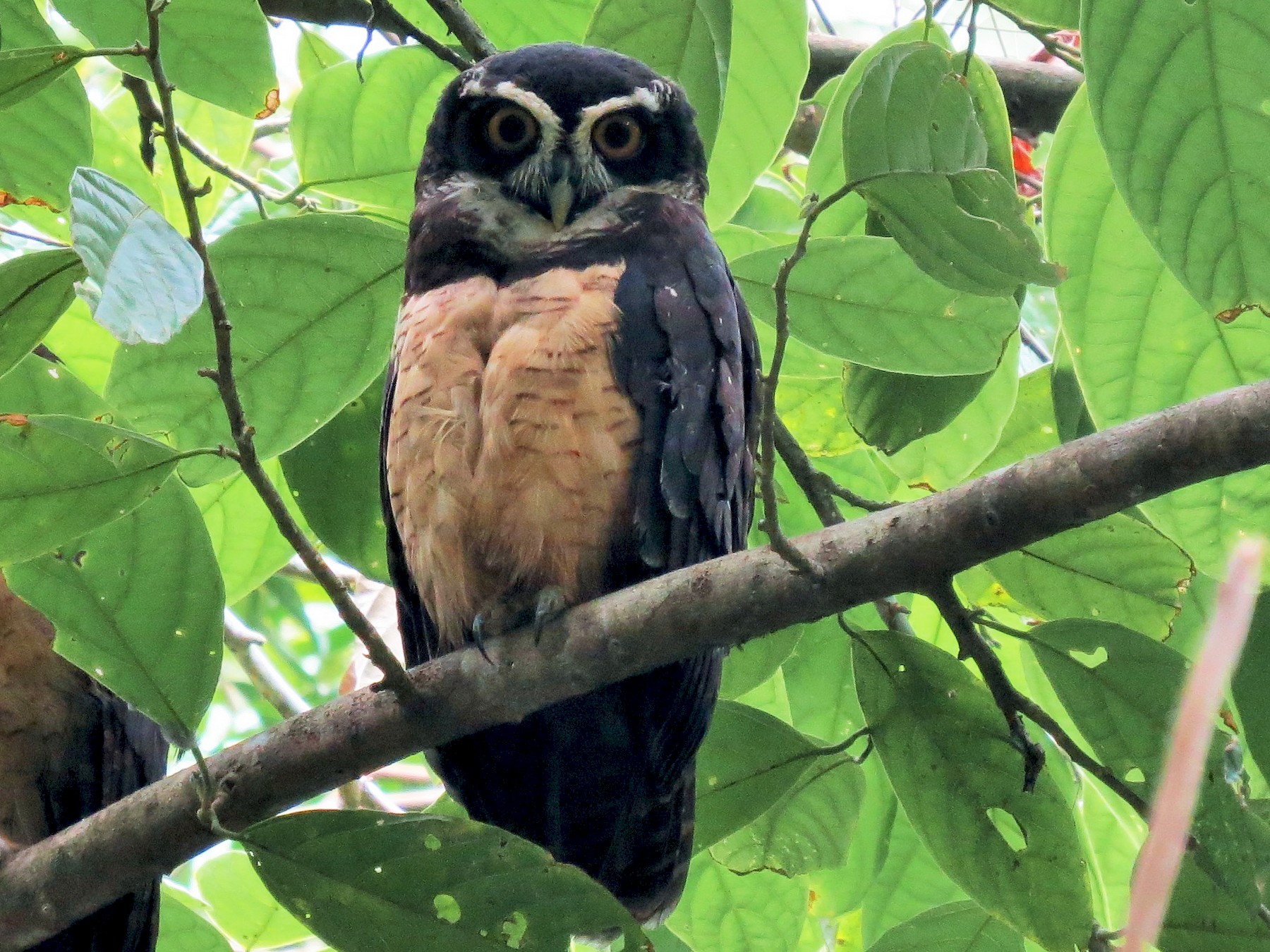 Spectacled Owl eBird