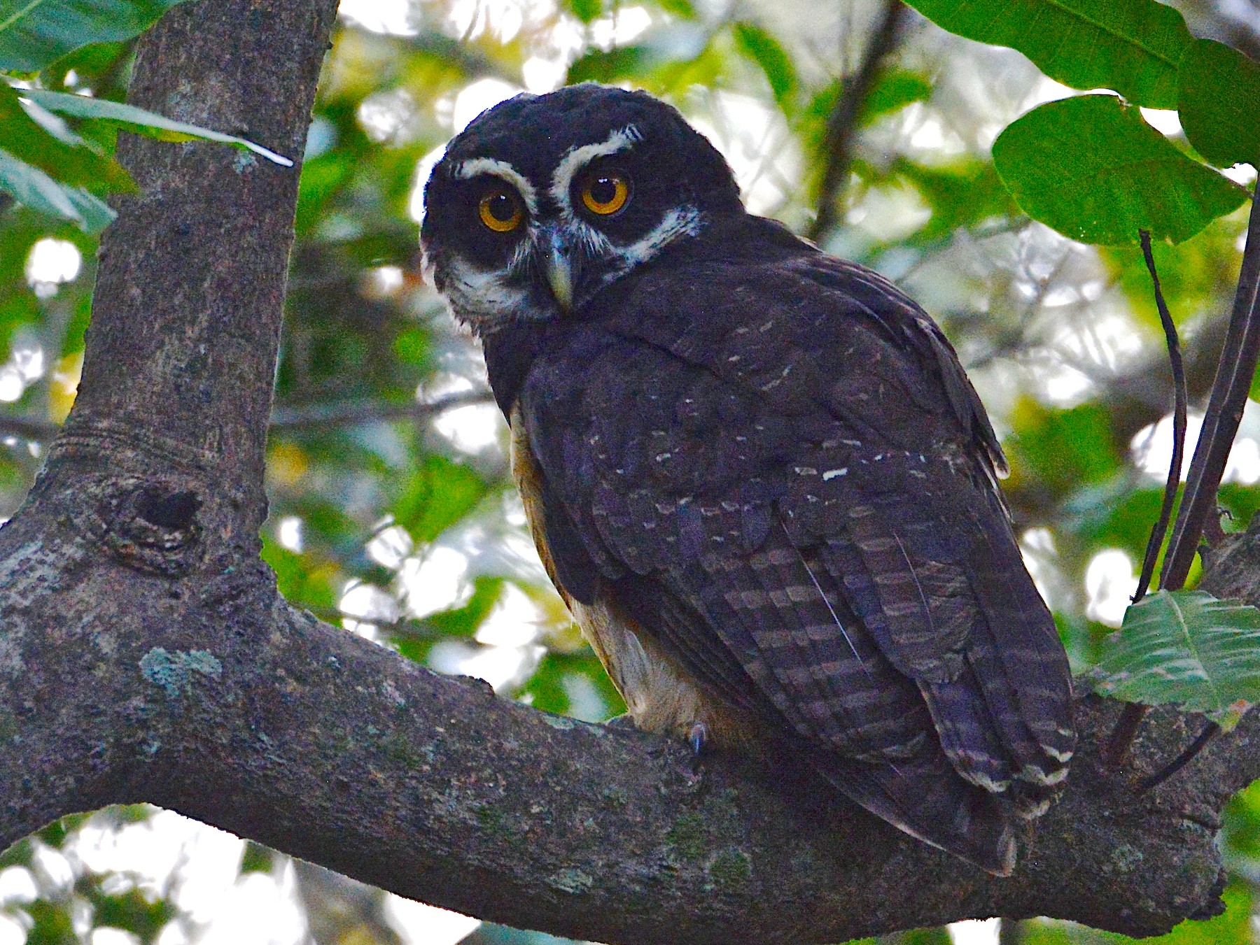 Spectacled Owl - Alan Van Norman