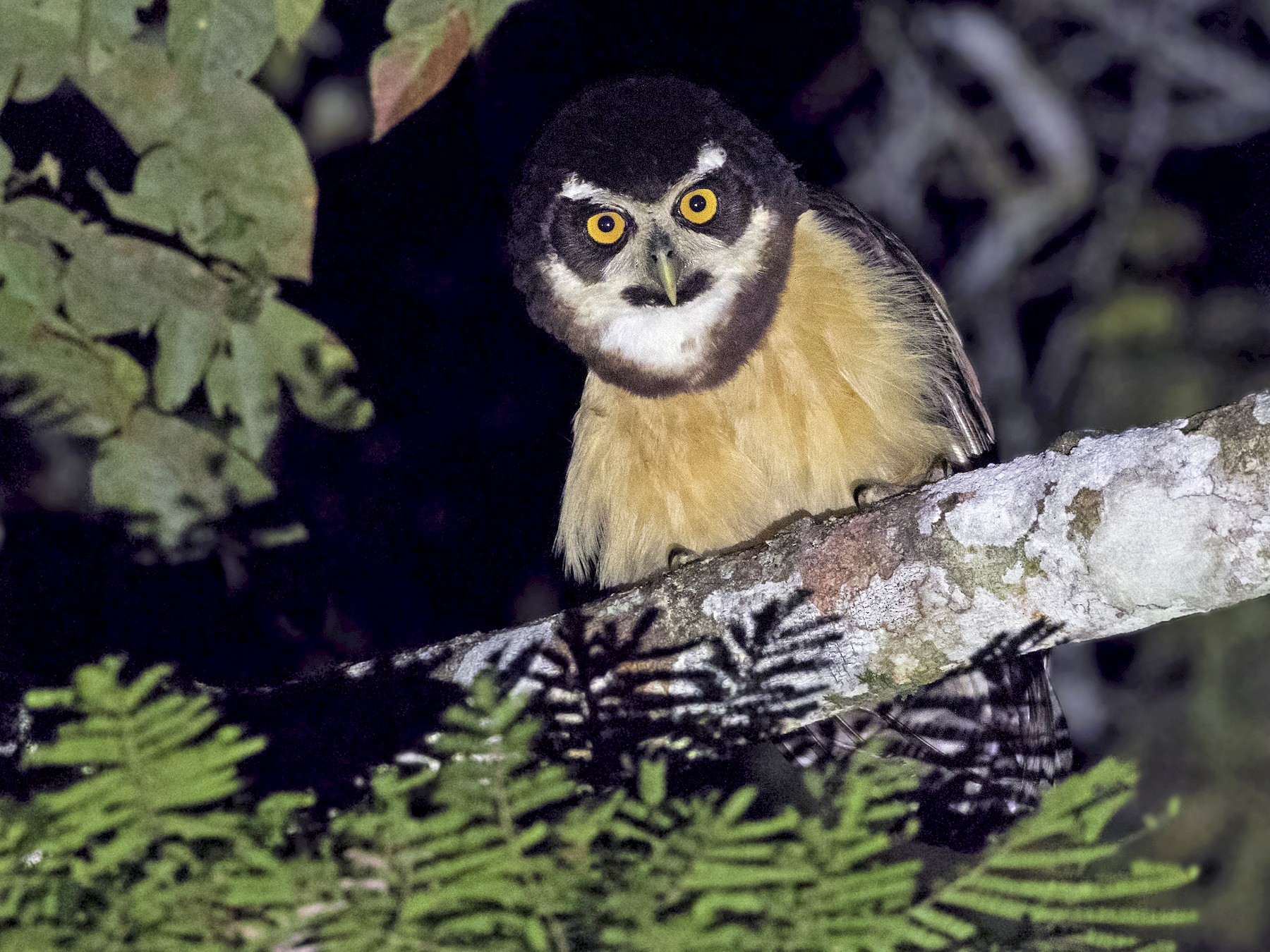 Spectacled Owl - Ciro Albano