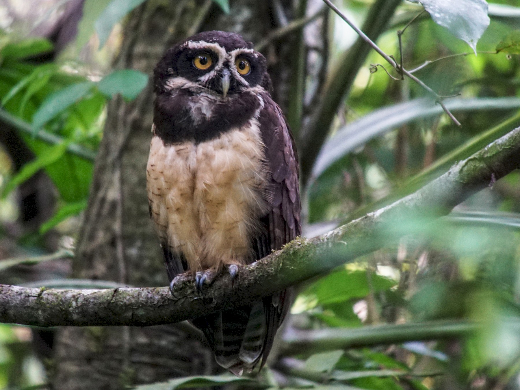 Spectacled Owl