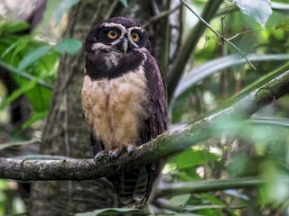  - Spectacled Owl